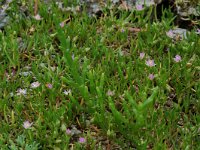 Spergularia salina 6, Zilte schijnspurrie, Saxifraga-Willem van Kruijsbergen