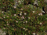 Spergularia salina 7, Zilte schijnspurrie, Saxifraga-Willem van Kruijsbergen