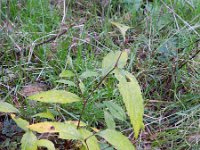 Spiraea japonica 3, Japanse spirea, Saxifraga-Rutger Barendse