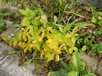 Spiraea japonica 5, Japanse spirea, Saxifraga-Rutger Barendse