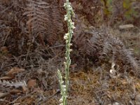 Spiranthes spiralis 27, Herfstschroeforchis, Saxifraga-Ed Stikvoort