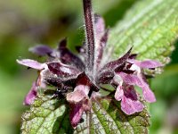 Stachys alpina 20, Alpenandoorn, Saxifraga-Sonja Bouwman  Alpenandoorn - Stachys alpina - Lamiaceae familie