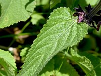 Stachys alpina 21, Saxifraga-Sonja Bouwman  Alpenandoorn - Stachys alpina - Lamiaceae familie