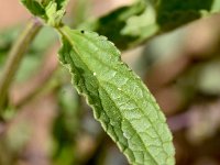 Stachys annua 2, Saxifraga-Sonja Bouwman,   Zomerandoorn - Stachys annua - Lamiaceae familie