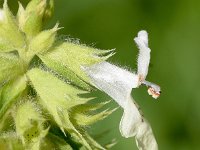 Stachys annua 3, Saxifraga-Sonja Bouwman,   Zomerandoorn - Stachys annua - Lamiaceae familie