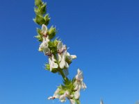 Stachys atherocalyx 4, Saxifraga-Ed Stikvoort