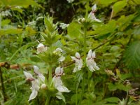 Stachys atherocalyx 5, Saxifraga-Ed Stikvoort