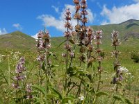 Stachys balansae 10, Saxifraga-Ed Stikvoort