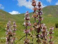 Stachys balansae 6, Saxifraga-Ed Stikvoort