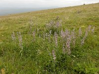 Stachys balansae 8, Saxifraga-Ed Stikvoort