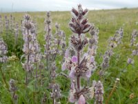 Stachys balansae 9, Saxifraga-Ed Stikvoort