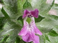 Stachys germanica 14, Duitse andoorn, Saxifraga-Sonja Bouwman  Duitse andoorn - Stachys germanica - Lamiaceae familie