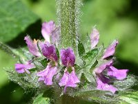 Stachys germanica 15, Duitse andoorn, Saxifraga-Sonja Bouwman  Duitse andoorn - Stachys germanica - Lamiaceae familie