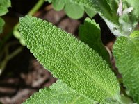 Stachys germanica 16, Duitse andoorn, Saxifraga-Sonja Bouwman  Duitse andoorn - Stachys germanica - Lamiaceae familie