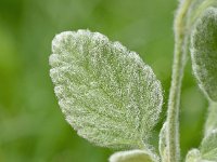 Stachys ionica 3, Saxifraga-Sonja Bouwman  Stachys ionica - Lamiaceae familie