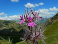 Stachys lavandulifolia 6, Saxifraga-Ed Stikvoort