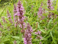 Stachys palustris 25, Moerasandoorn, Saxifraga-Peter Meininger