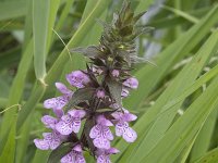 Stachys palustris 28, Moerasandoorn, Saxifraga-Willem van Kruijsbergen