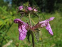 Stachys palustris 1, Moerasandoorn, Saxifraga-Rutger Barendse