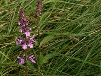 Stachys palustris 10, Moerasandoorn, Saxifraga-Hans Boll