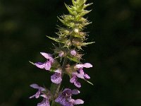 Stachys palustris 11, Moerasandoorn, Saxifraga-Jan van der Straaten