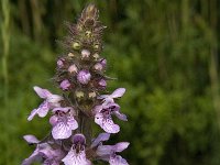 Stachys palustris 12, Moerasandoorn, Saxifraga-Jan van der Straaten