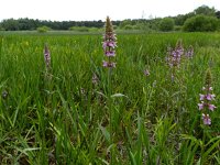 Stachys palustris 14, Moerasandoorn, Saxifraga-Rutger Barendse