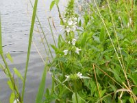 Stachys palustris 15, Moerasandoorn, Saxifraga-Rutger Barendse