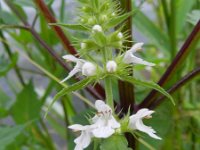 Stachys palustris 16, Moerasandoorn, Saxifraga-Rutger Barendse