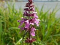 Stachys palustris 17, Moerasandoorn, Saxifraga-Ed Stikvoort