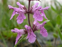 Stachys palustris 18, Moerasandoorn, Saxifraga-Ed Stikvoort