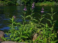 Stachys palustris 19, Moerasandoorn, Saxifraga-Ed Stikvoort