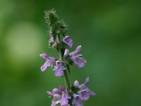 Stachys palustris 2, Moerasandoorn, Saxifraga-Dirk Hilbers