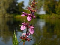 Stachys palustris 20, Moerasandoorn, Saxifraga-Ed Stikvoort