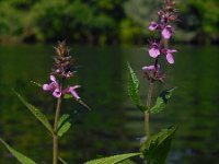 Stachys palustris 21, Moerasandoorn, Saxifraga-Ed Stikvoort