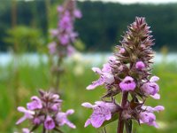 Stachys palustris 22, Moerasandoorn, Saxifraga-Ed Stikvoort : jura2010