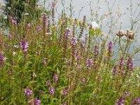 Stachys palustris 23, Moerasandoorn, Saxifraga-Ed Stikvoort