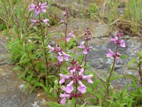 Stachys palustris 24, Moerasandoorn, Saxifraga-Ed Stikvoort