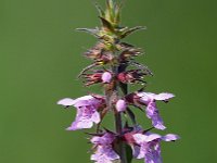 Stachys palustris 27, Moerasandoorn, Saxifraga-Hans Dekker