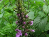 Stachys palustris 3, Moerasandoorn, Saxifraga-Rutger Barendse