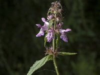 Stachys palustris 4, Moerasandoorn, Saxifraga-Jan van der Straaten