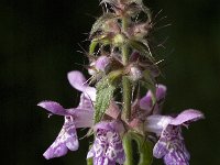 Stachys palustris 5, Moerasandoorn, Saxifraga-Jan van der Straaten