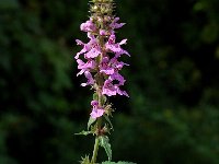 Stachys palustris 6, Moerasandoorn, Saxifraga-Jan van der Straaten