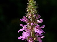 Stachys palustris 7, Moerasandoorn, Saxifraga-Jan van der Straaten