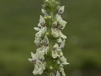 Stachys recta 13, Bergandoorn, Saxifraga-Willem van Kruijsbergen