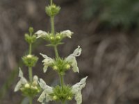 Stachys recta 14, Bergandoorn, Saxifraga-Willem van Kruijsbergen