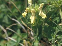 Stachys recta 18, Saxifraga-Jan van der Straaten