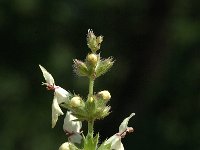Stachys recta ssp grandiflora 1, Saxifraga-Marijke Verhagen