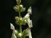 Stachys recta ssp grandiflora 2, Saxifraga-Marijke Verhagen