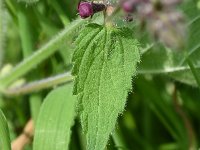 Stachys sylvatica 22, Bosandoorn, Saxifraga-Sonja Bouwman  558. Bosandoorn - Stachys sylvatica - Lamiaceae familie (i)